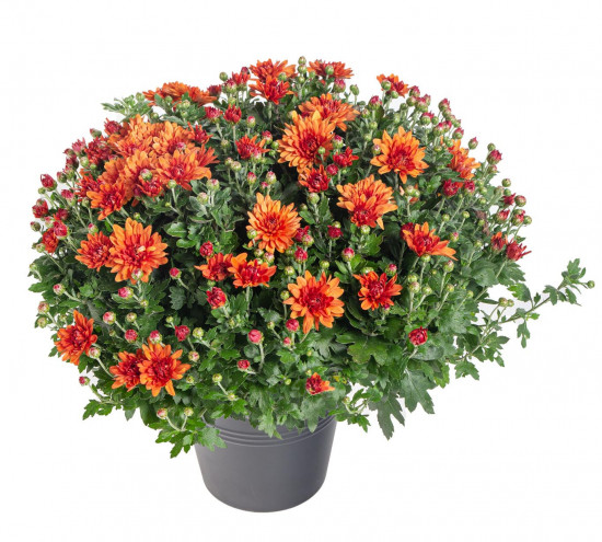 Chryzantéma, Chrysanthemum, kompaktní rostlina 40 - 45 cm, cihlová-14569