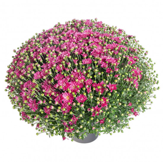 Chryzantéma, Chrysanthemum, kompaktní rostlina 40 - 45 cm, fialová-14577