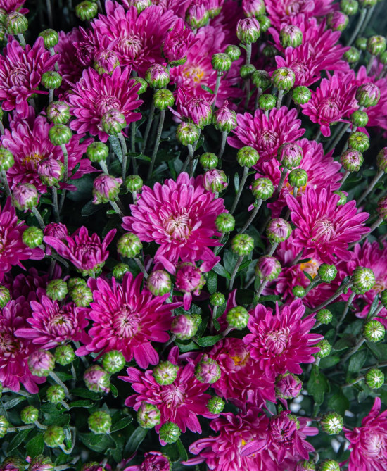 Chryzantéma, Chrysanthemum, kompaktní rostlina 40 - 45 cm, fialová-14578