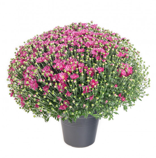Chryzantéma, Chrysanthemum, kompaktní rostlina 40 - 45 cm, fialová-14579