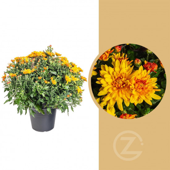 Chryzantéma, Chrysanthemum, kompaktní rostlina 40 - 45 cm, oranžová