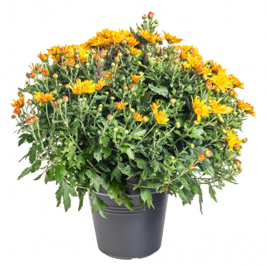 Chryzantéma, Chrysanthemum, kompaktní rostlina 40 - 45 cm, oranžová-14581