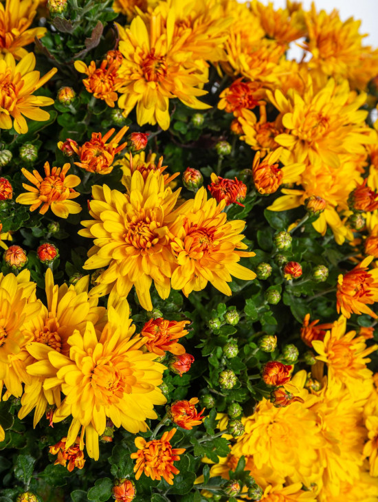 Chryzantéma, Chrysanthemum, kompaktní rostlina 40 - 45 cm, oranžová-14582