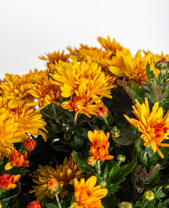 Chryzantéma, Chrysanthemum, kompaktní rostlina 40 - 45 cm, oranžová-14583