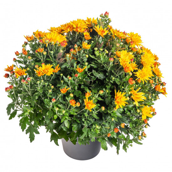 Chryzantéma, Chrysanthemum, kompaktní rostlina 40 - 45 cm, oranžová-14584