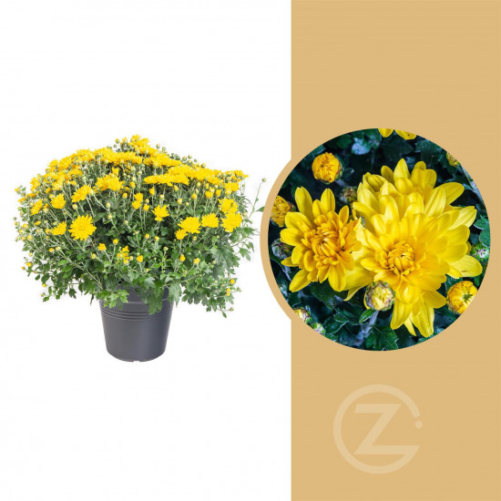 Chryzantéma, Chrysanthemum, kompaktní rostlina 40 - 45 cm, žlutá