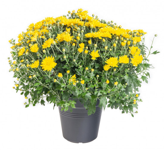 Chryzantéma, Chrysanthemum, kompaktní rostlina 40 - 45 cm, žlutá-14586