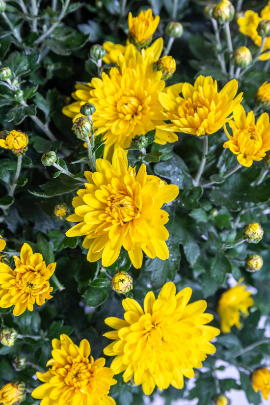 Chryzantéma, Chrysanthemum, kompaktní rostlina 40 - 45 cm, žlutá-14587