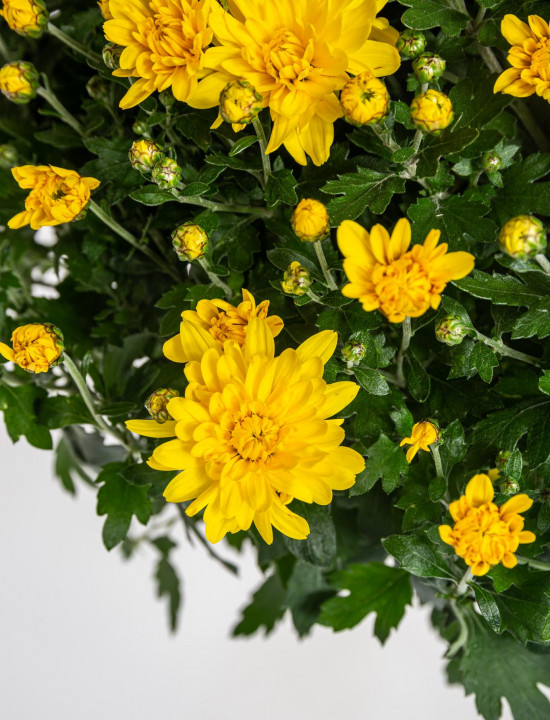 Chryzantéma, Chrysanthemum, kompaktní rostlina 40 - 45 cm, žlutá-14588