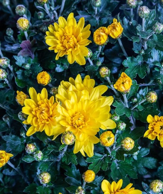 Chryzantéma, Chrysanthemum, kompaktní rostlina 40 - 45 cm, žlutá-14589