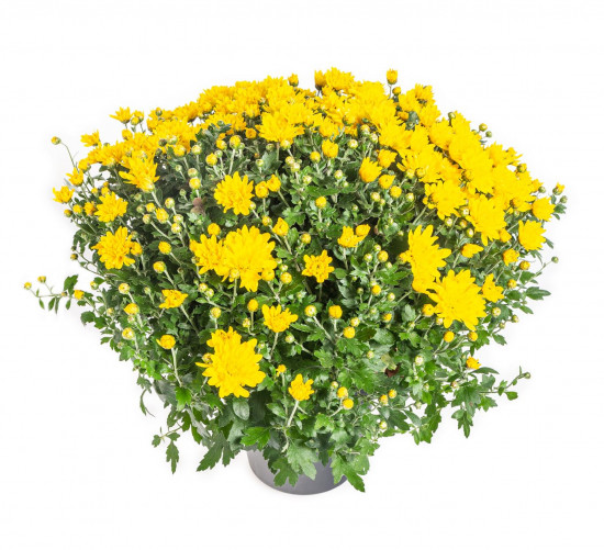 Chryzantéma, Chrysanthemum, kompaktní rostlina 40 - 45 cm, žlutá-14590