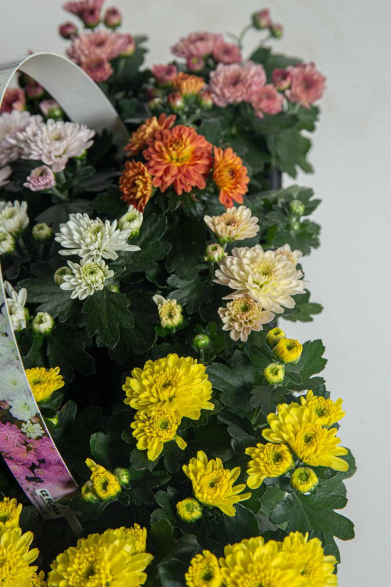 Chryzantéma, Chrysanthemum multiflora, balení 10 ks-25958