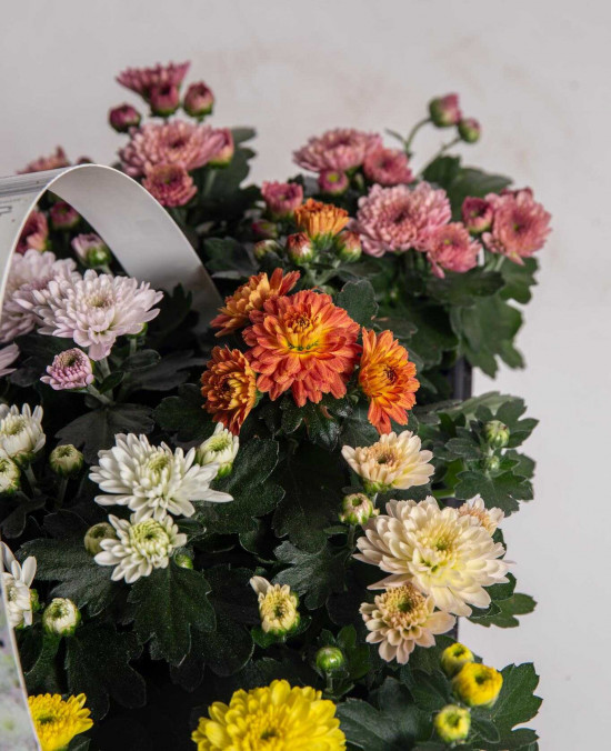 Chryzantéma, Chrysanthemum multiflora, balení 10 ks-25959