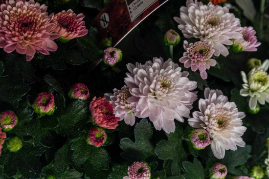 Chryzantéma, Chrysanthemum multiflora, balení 10 ks-25960
