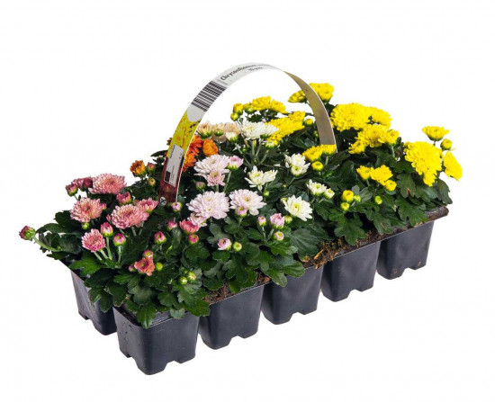 Chryzantéma, Chrysanthemum multiflora, balení 10 ks-25961