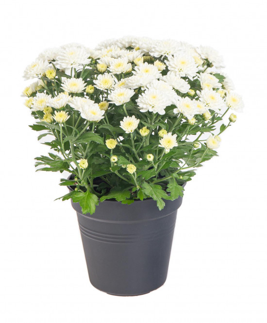 Chryzantéma, Chrysanthemum, průměr květináče 12 cm, bílá-14624