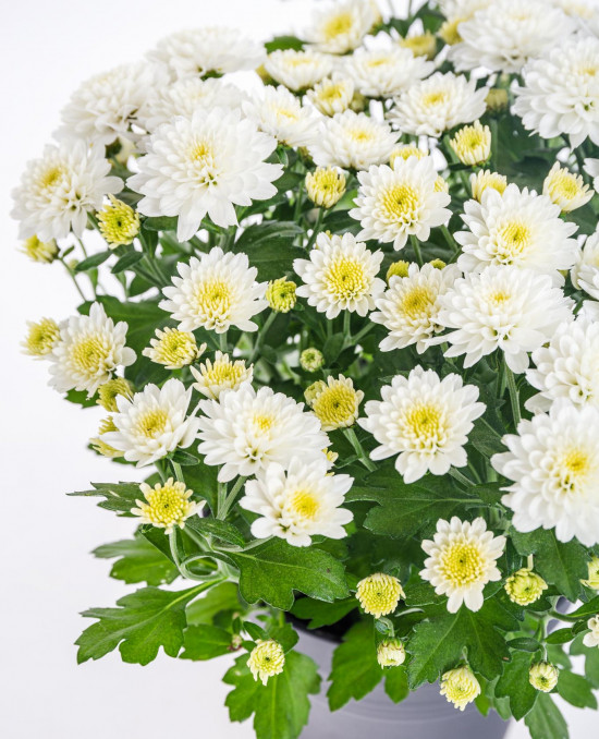 Chryzantéma, Chrysanthemum, průměr květináče 12 cm, bílá-14625