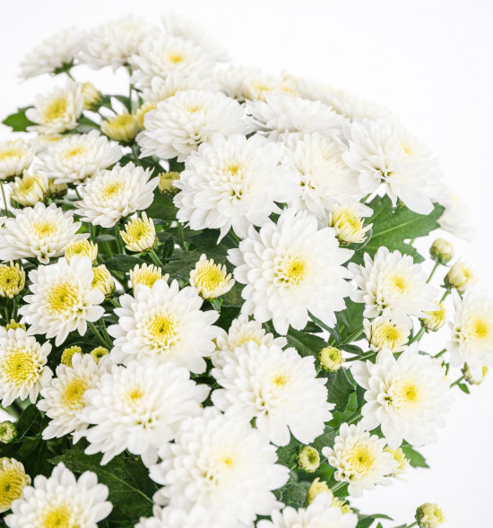 Chryzantéma, Chrysanthemum, průměr květináče 12 cm, bílá-14626