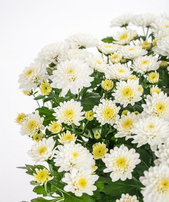 Chryzantéma, Chrysanthemum, průměr květináče 12 cm, bílá-14627