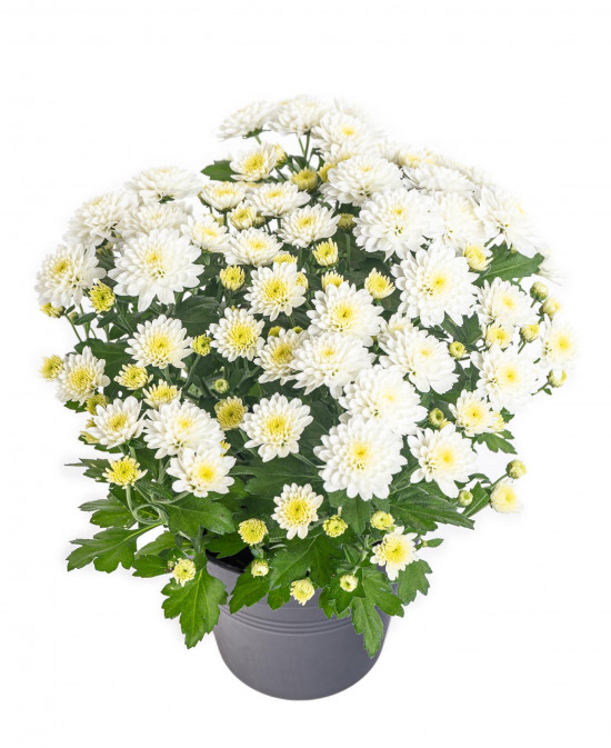 Chryzantéma, Chrysanthemum, průměr květináče 12 cm, bílá-14628