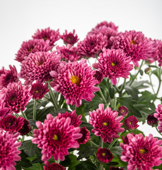Chryzantéma, Chrysanthemum, průměr květináče 12 cm, fialová-14405