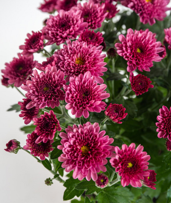 Chryzantéma, Chrysanthemum, průměr květináče 12 cm, fialová-14406