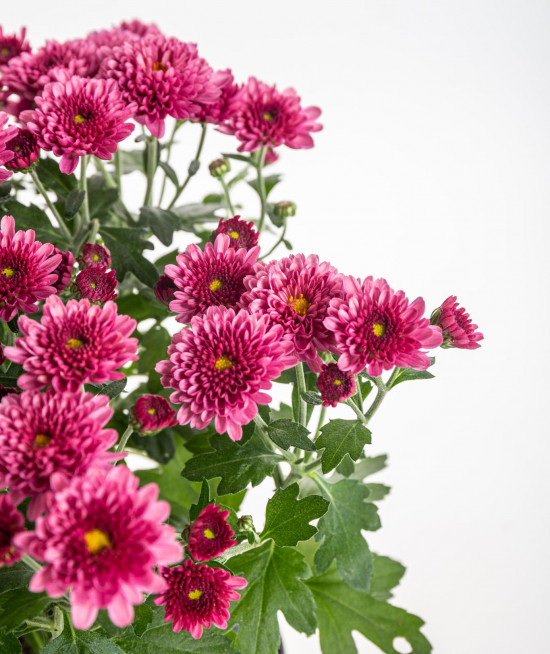 Chryzantéma, Chrysanthemum, průměr květináče 12 cm, fialová-14407