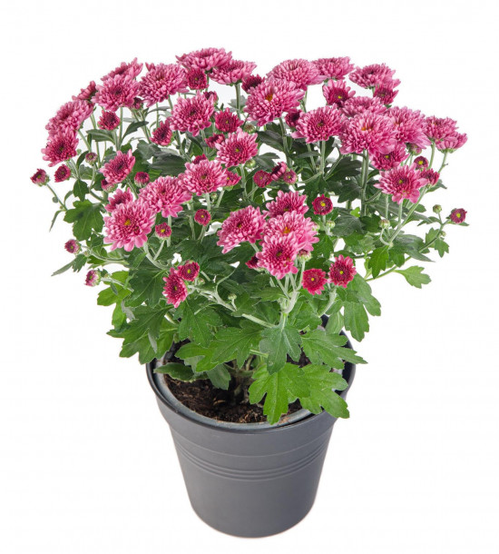 Chryzantéma, Chrysanthemum, průměr květináče 12 cm, fialová-14408