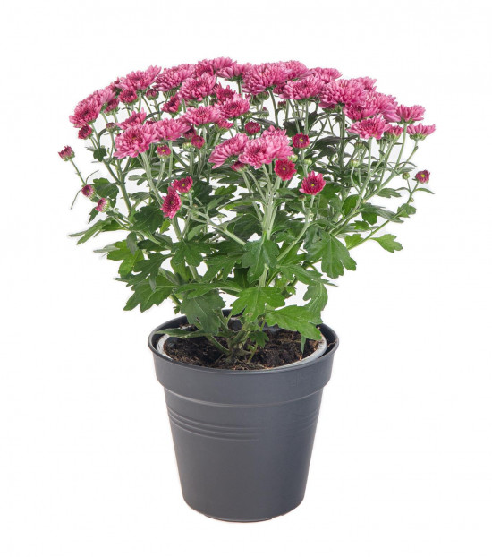 Chryzantéma, Chrysanthemum, průměr květináče 12 cm, fialová-14409