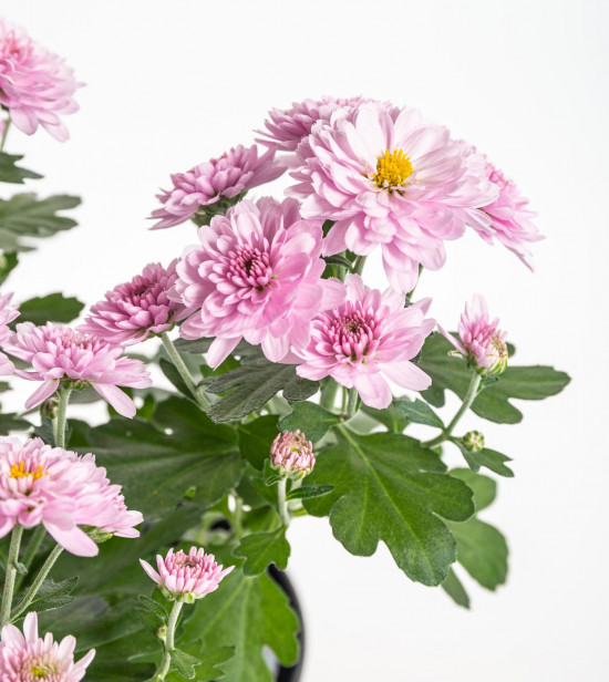 Chryzantéma, Chrysanthemum, průměr květináče 12 cm, fialová-14411