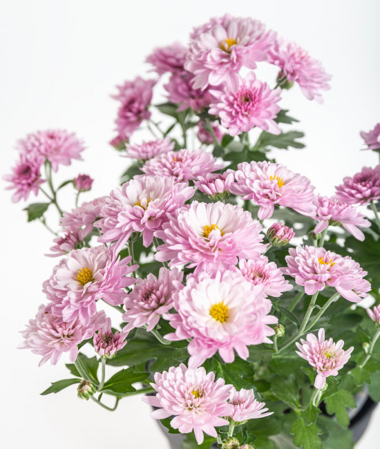 Chryzantéma, Chrysanthemum, průměr květináče 12 cm, fialová-14412