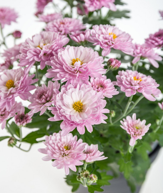 Chryzantéma, Chrysanthemum, průměr květináče 12 cm, fialová-14413
