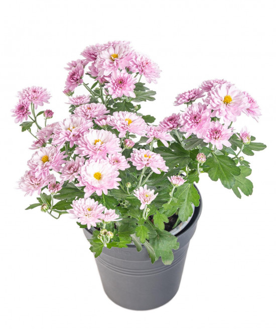 Chryzantéma, Chrysanthemum, průměr květináče 12 cm, fialová-14414