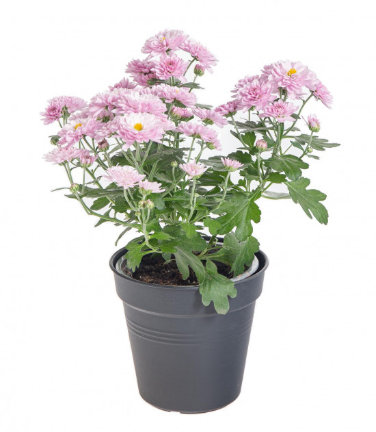 Chryzantéma, Chrysanthemum, průměr květináče 12 cm, fialová-14415