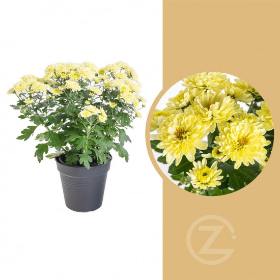 Chryzantéma, Chrysanthemum, průměr květináče 12 cm, žlutá