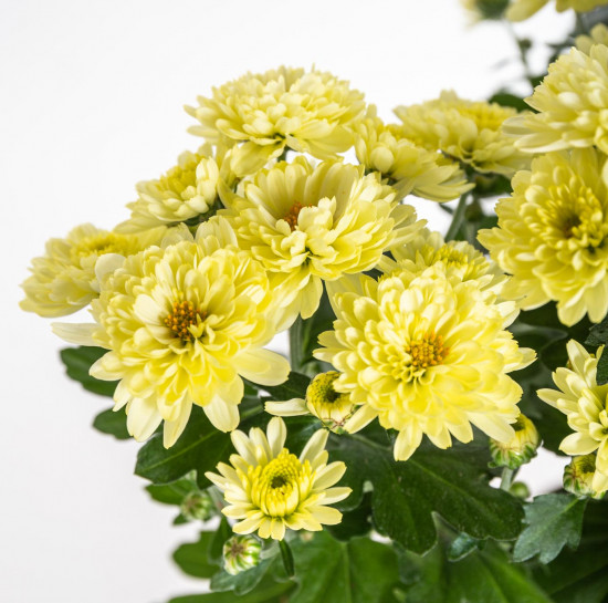 Chryzantéma, Chrysanthemum, průměr květináče 12 cm, žlutá-14382