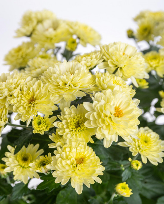 Chryzantéma, Chrysanthemum, průměr květináče 12 cm, žlutá-14384