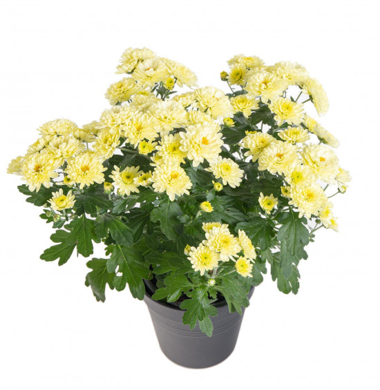 Chryzantéma, Chrysanthemum, průměr květináče 12 cm, žlutá-14385