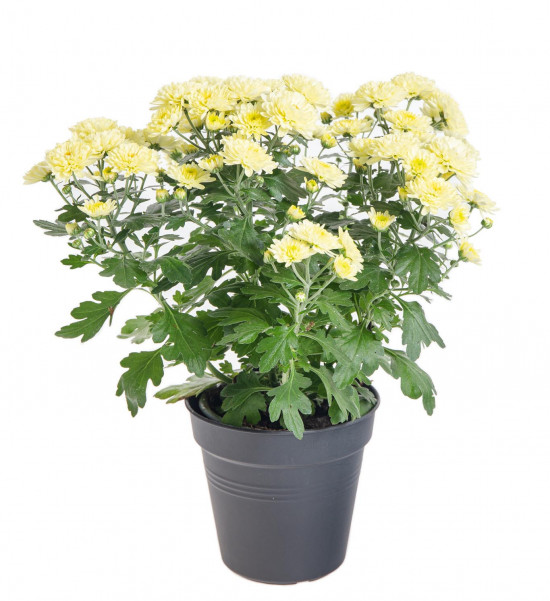 Chryzantéma, Chrysanthemum, průměr květináče 12 cm, žlutá-14386
