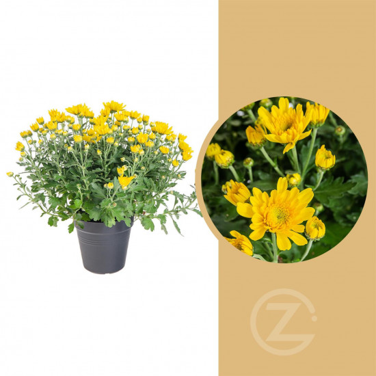 Chryzantéma, Chrysanthemum, průměr květináče 12 cm, žlutá-14387