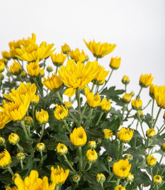 Chryzantéma, Chrysanthemum, průměr květináče 12 cm, žlutá-14388