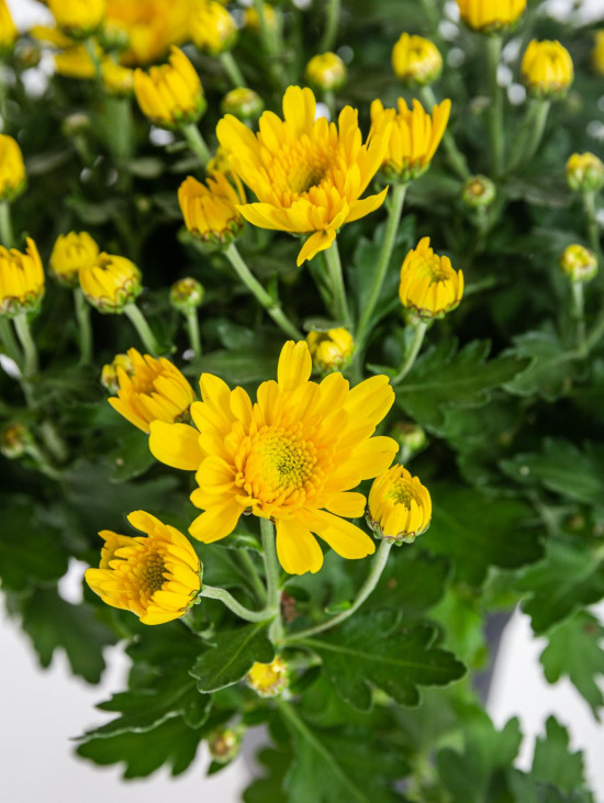 Chryzantéma, Chrysanthemum, průměr květináče 12 cm, žlutá-14389