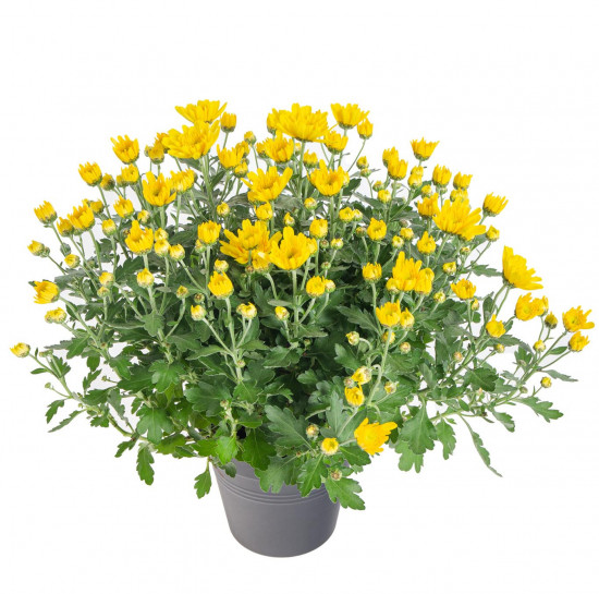 Chryzantéma, Chrysanthemum, průměr květináče 12 cm, žlutá-14390