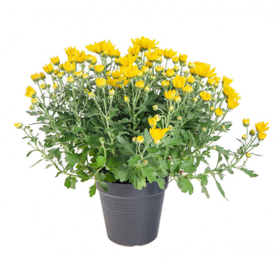 Chryzantéma, Chrysanthemum, průměr květináče 12 cm, žlutá-14391