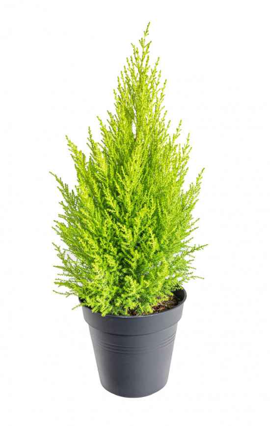 Cypřiš pokojový, Cupressus macrocarpa Goldcrest, vysoký 40 - 50 cm-21653