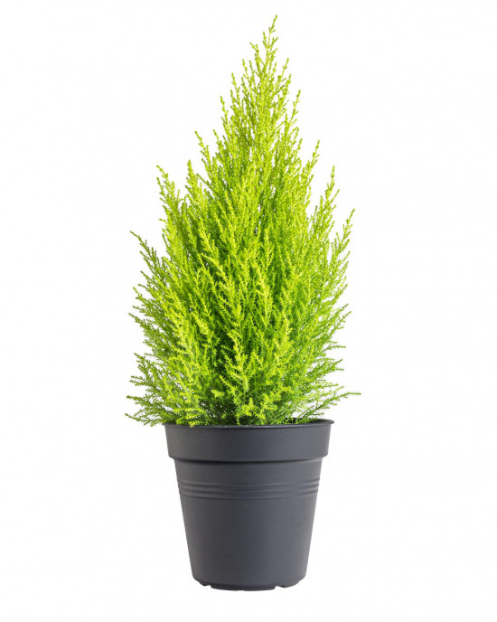 Cypřiš pokojový, Cupressus macrocarpa Goldcrest, vysoký 40 - 50 cm