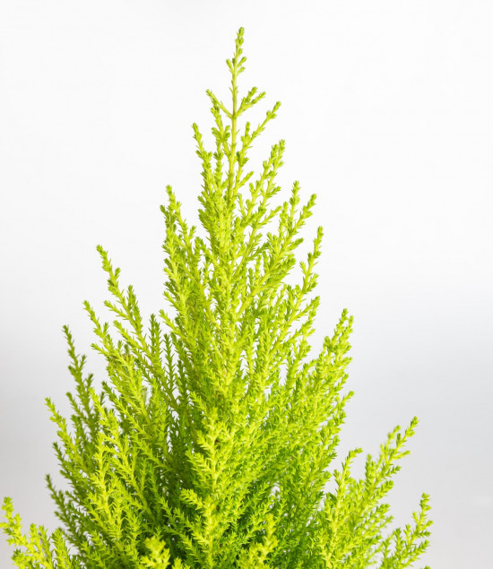 Cypřiš pokojový, Cupressus macrocarpa Goldcrest, vysoký 40 - 50 cm-21655