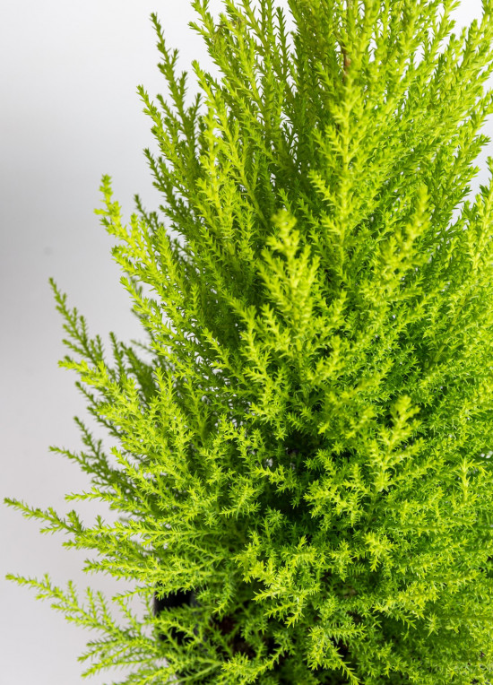 Cypřiš pokojový, Cupressus macrocarpa Goldcrest, vysoký 40 - 50 cm-21656