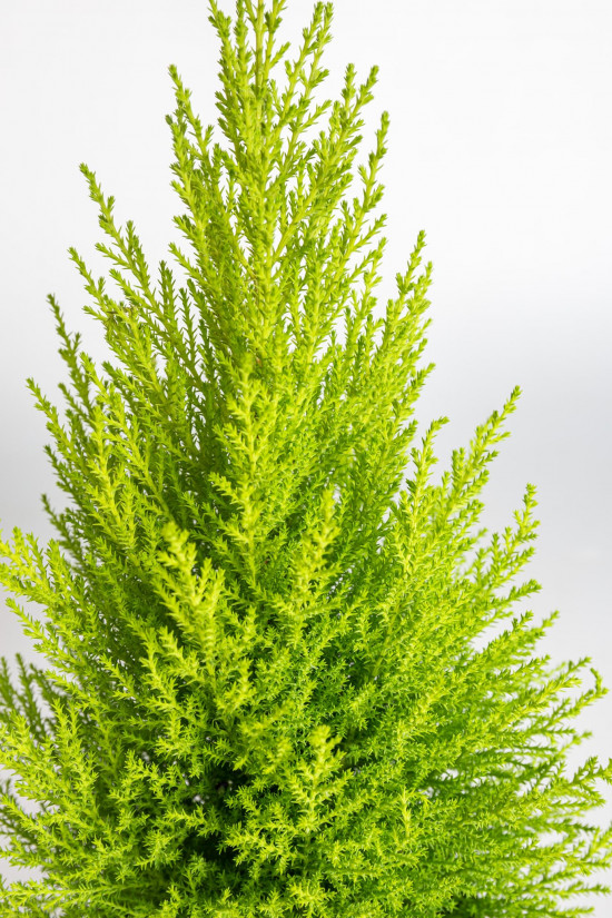 Cypřiš pokojový, Cupressus macrocarpa Goldcrest, vysoký 40 - 50 cm-21657