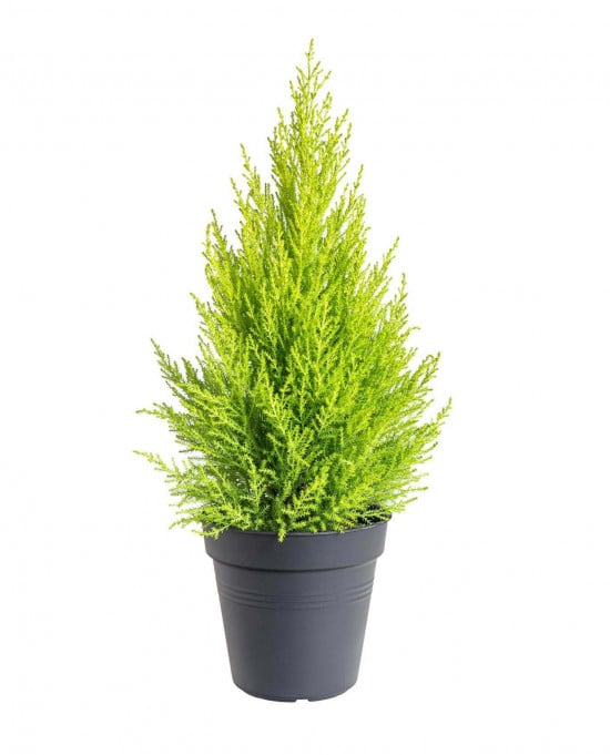 Cypřiš pokojový, Cupressus macrocarpa Goldcrest, vysoký 60 - 90 cm